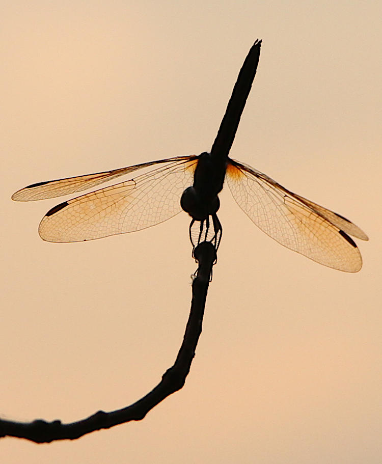 unidentified dragonfly in detail silhouette