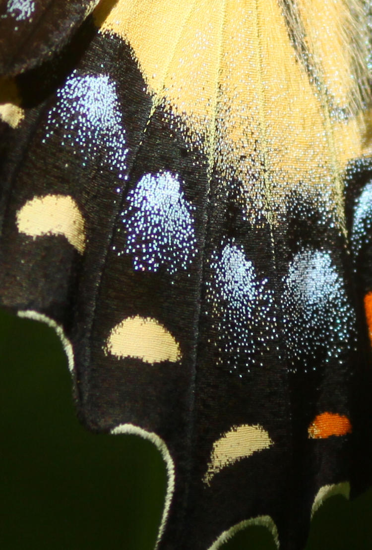 closeup detail of eastern tiger swallowtail Papilio glaucus hindwing
