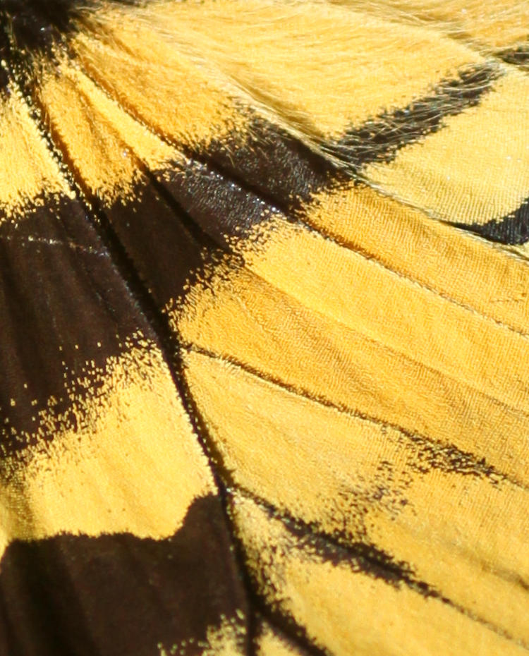 closeup detail of eastern tiger swallowtail Papilio glaucus forewing