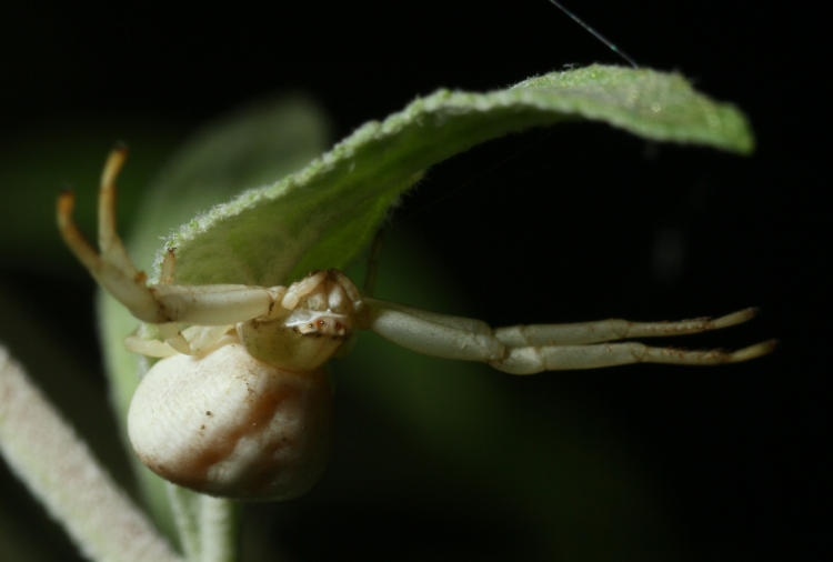 possibly white-banded crab spider Misumenoides formosipes on underside of butterfly bush leaf