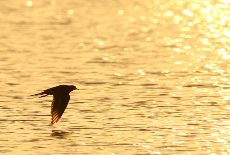 killdeer Charadrius vociferus skimming across water at sunrise