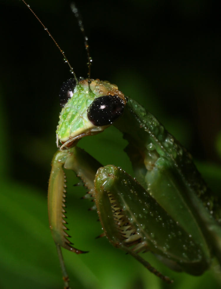 newly adult Chinese mantis Tenodera sinensis sporting water droplets