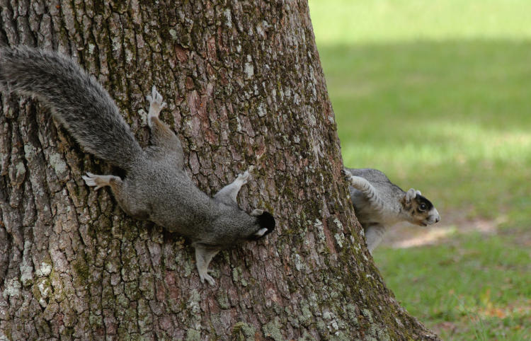 pair of southern fox squirrels Sciurus niger niger Tuyet-Hanh and Ighomuedafe scampering around tree trunk