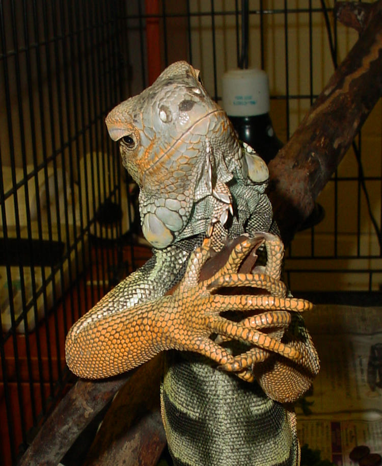 green iguana Iguana iguana Groft Smiel plotting
