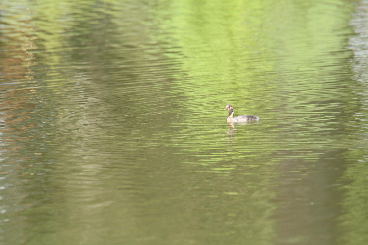 juvenile pie-billed grebe Podilymbus podiceps in distance