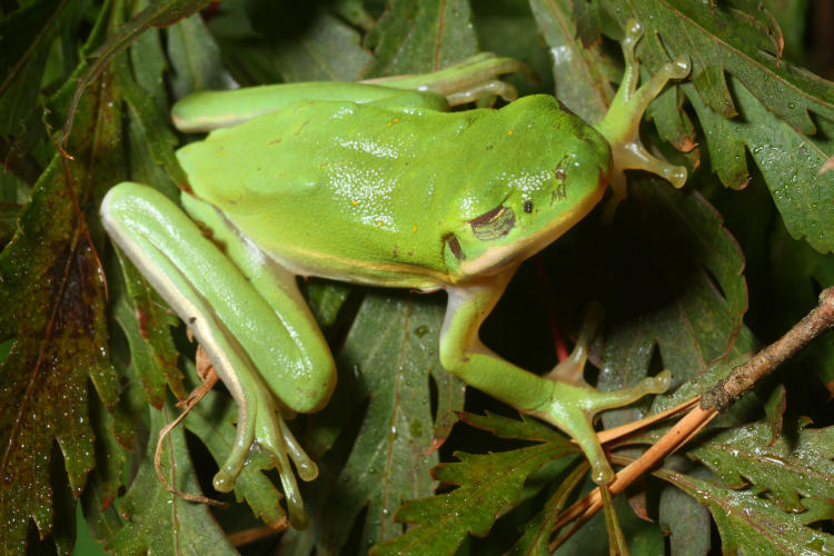 blind juvenile green treefrog Hyla cinerea