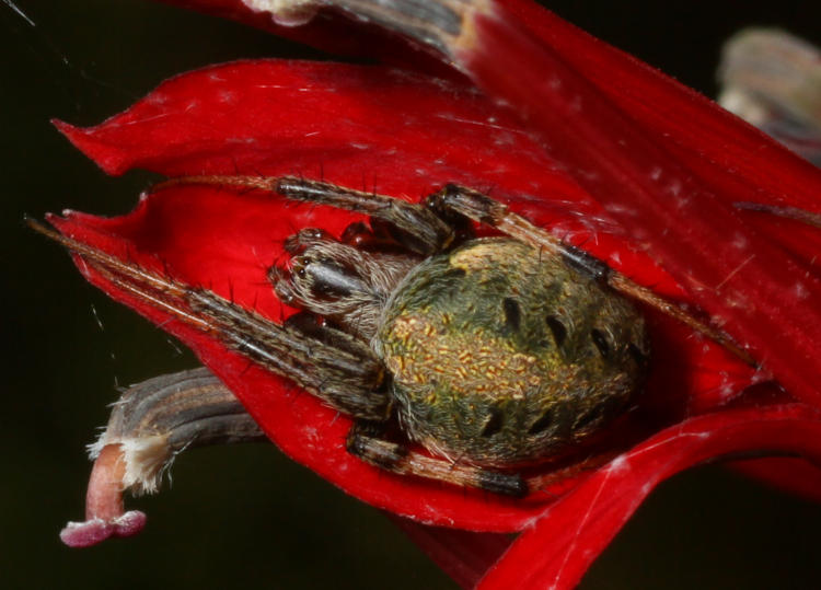 orbweaver possibly arabesque orbweaver Neoscona arabesca sheltering within cardinal flower bloom