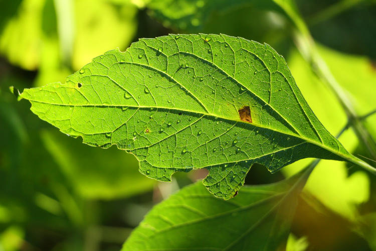 original frame of backlit leaf