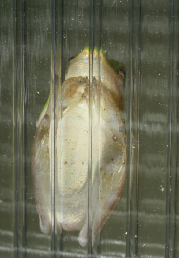 juvenile green treefrog Hyla cinerea seen by underside  through panel of greenhouse