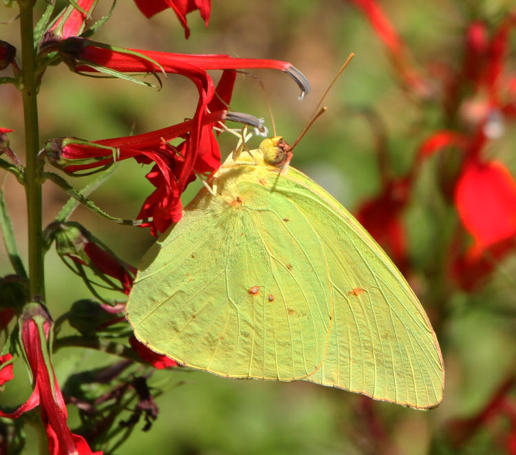 cloudless sulphur butterfly Phoebis sennae on cardinal flower Lobelia cardinalis