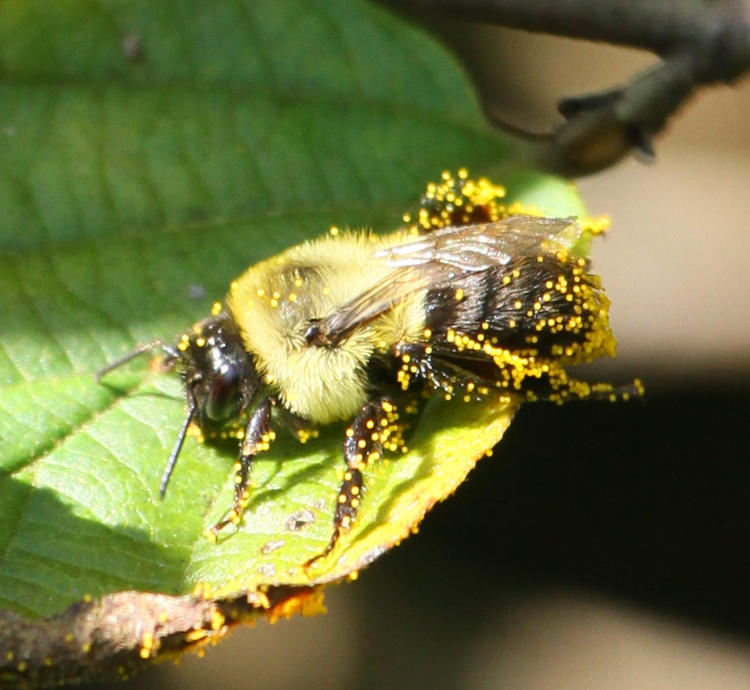 bumblebee carpenter bee with irritating pollen, possibly from seashore mallow Kosteletzkya virginica