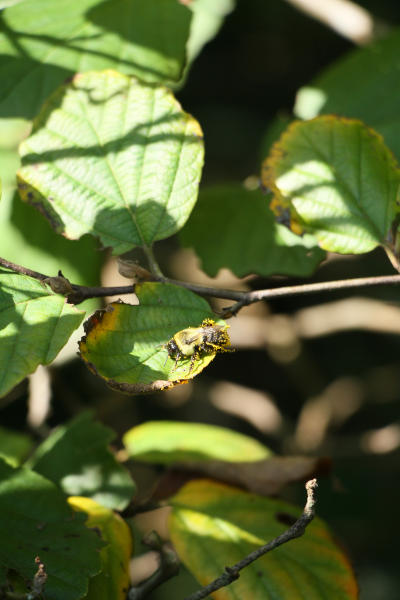 irritated bumblebee carpenter bee covered in pollen