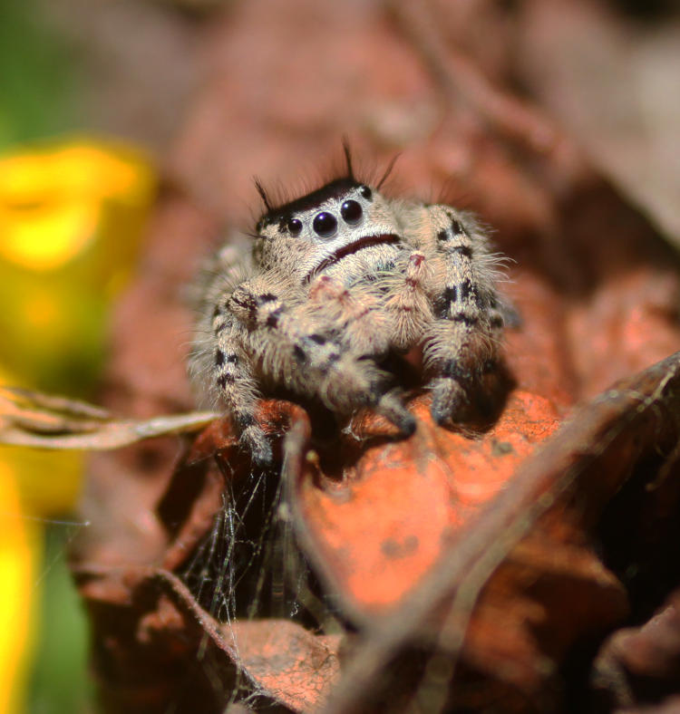 female jumping spider possibly Phidippus mystaceus atop dried leaf egg shelter