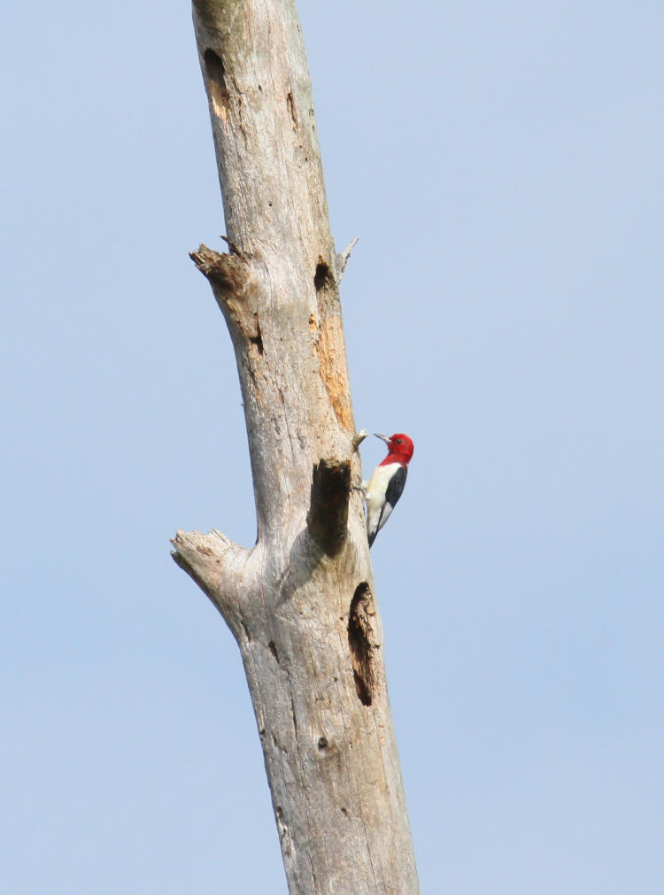 red-headed woodpecker Melanerpes erythrocephalus perched on dead trunk in profile