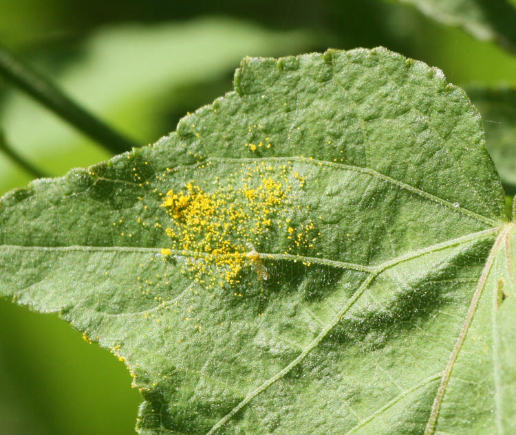 leaf with splash of pollen