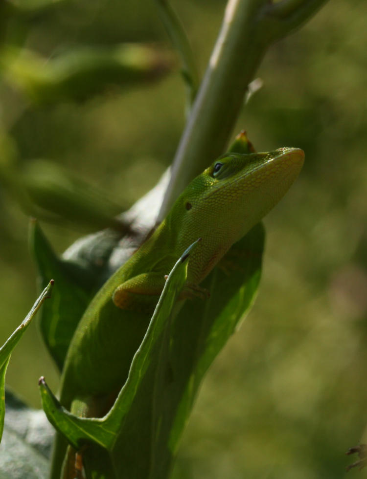 adult Carolina anole Anolis carolinensis climbing sapling in deep shade