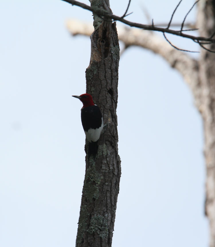 red-headed woodpecker Melanerpes erythrocephalus perched on trunk with backlighting