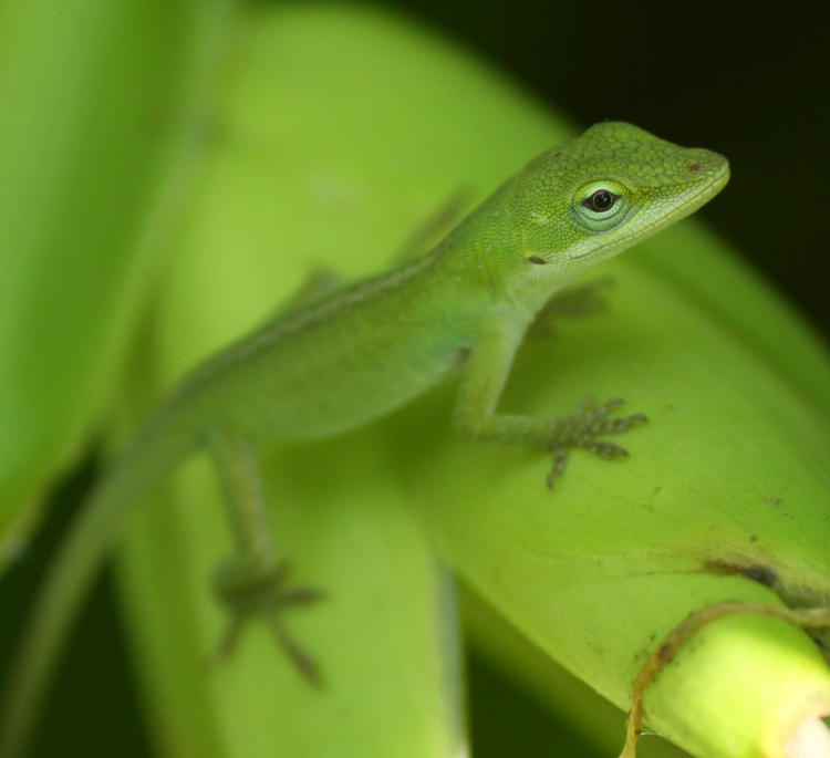 juvenile Carolina anole Anolis carolinensis hiding within ginger lilies