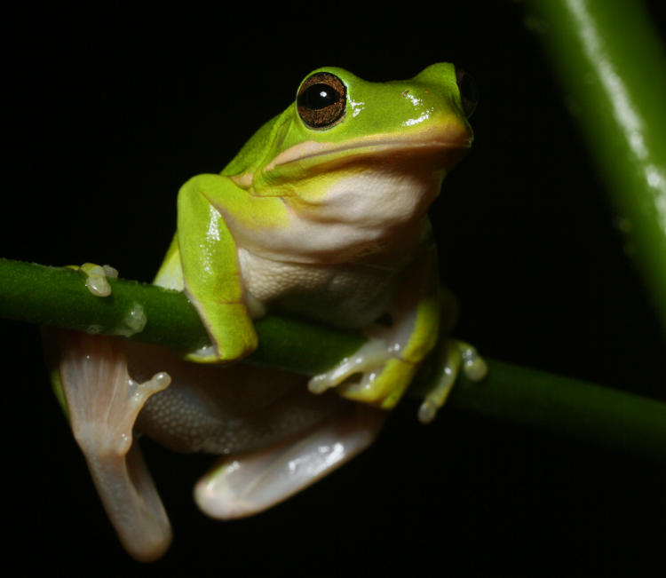 green treefrog Hyla cinerea perched awkwardly