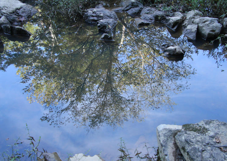 reflection of trees in smooth pool