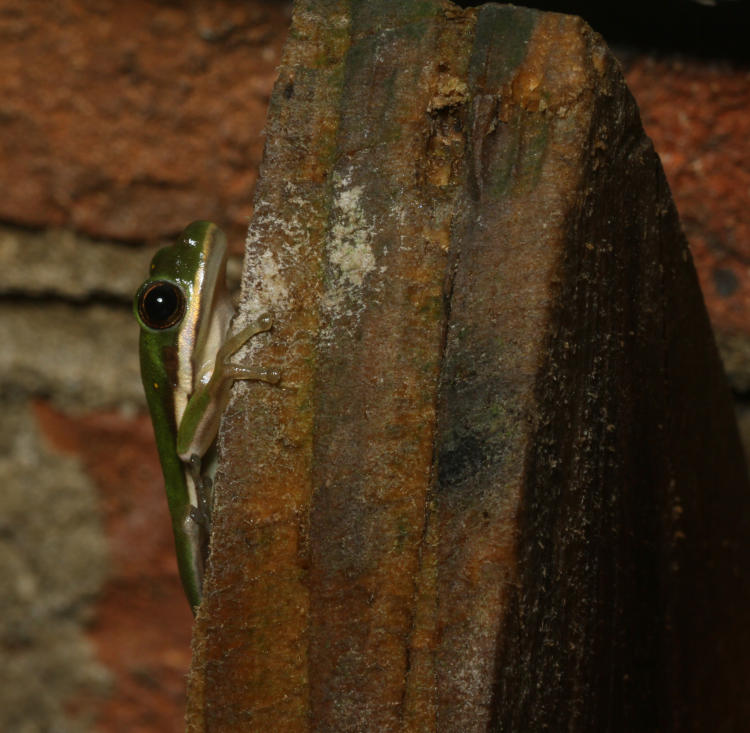 juvenile green treefrog Hyla cinerea clinging to fence slat