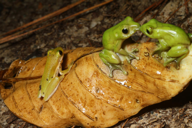 juvenile green treefrog Hyla cinerea on sculpture