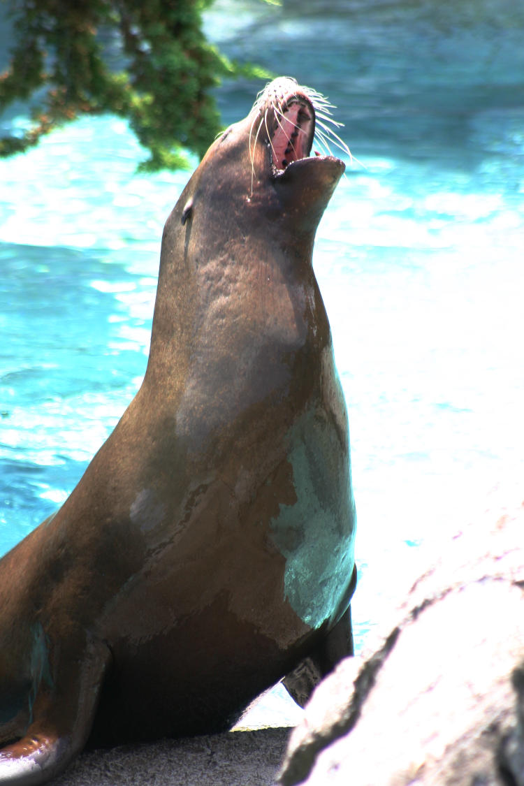 California sea lion Zalophus californianus Lothar reaching the end of his patience
