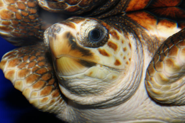 loggerhead sea turtle caretta caretta Oddveig looking, well, just looking