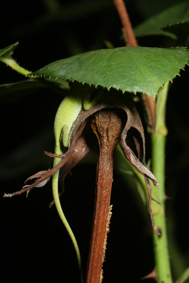 juvenile Carolina anole Anolis carolinensis hiding under rose leaf for night
