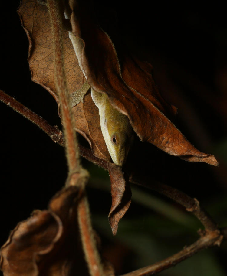 juvenile Carolina anole Anolis carolinensis peeking from between dead leaves