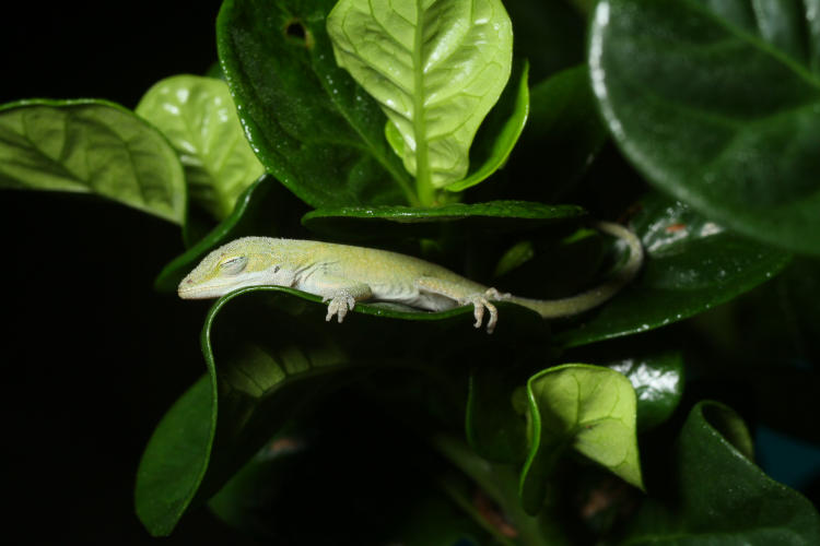 juvenile Carolina anole Anolis carolinensis asleep on gardenia leaves covered in dew