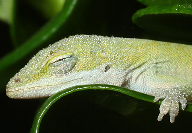 close crop of Carolina anole Anolis carolinensis covered in dew