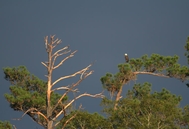 distant bald eagle Haliaeetus leucocephalus perched alongside dead tree