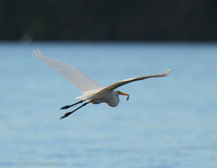 great egret Ardea alba skimming low across water with tiny captured fish