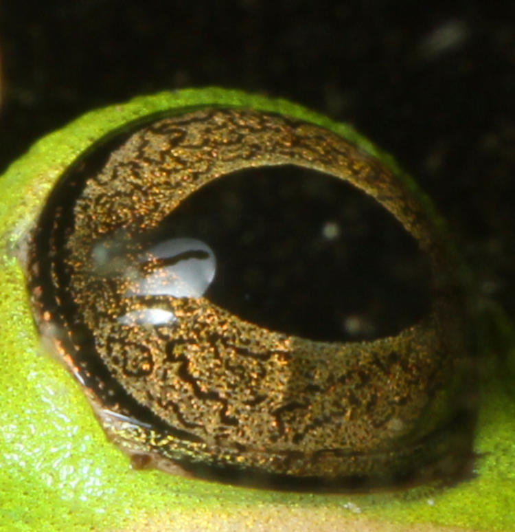 closeup of green treefrog Hyla cinerea eye showing shadow of toe in flash reflection