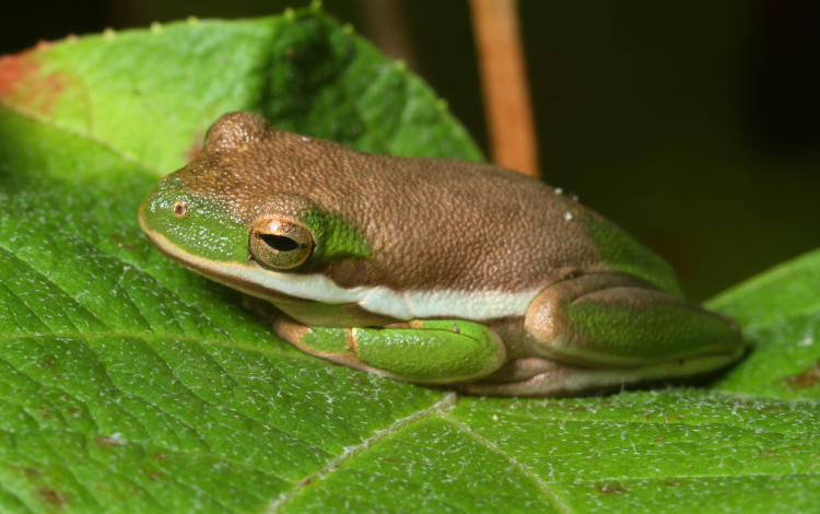 green treefrog Hyla cinerea in two-tone coloration