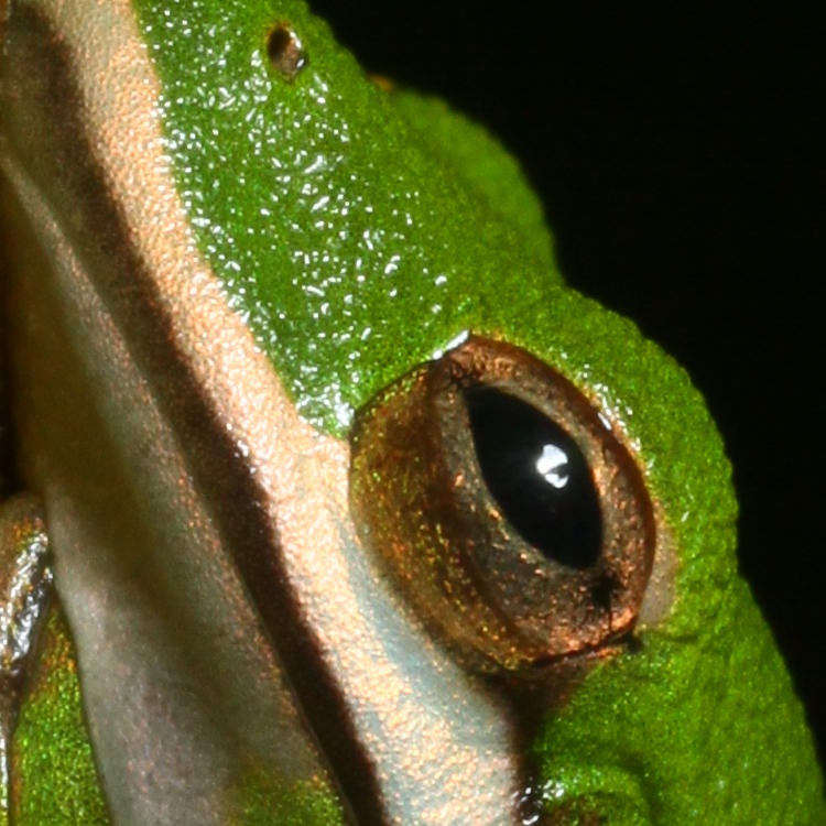closeup of eye of juvenile green treefrog Hyla cinerea showing blocked flash head reflection
