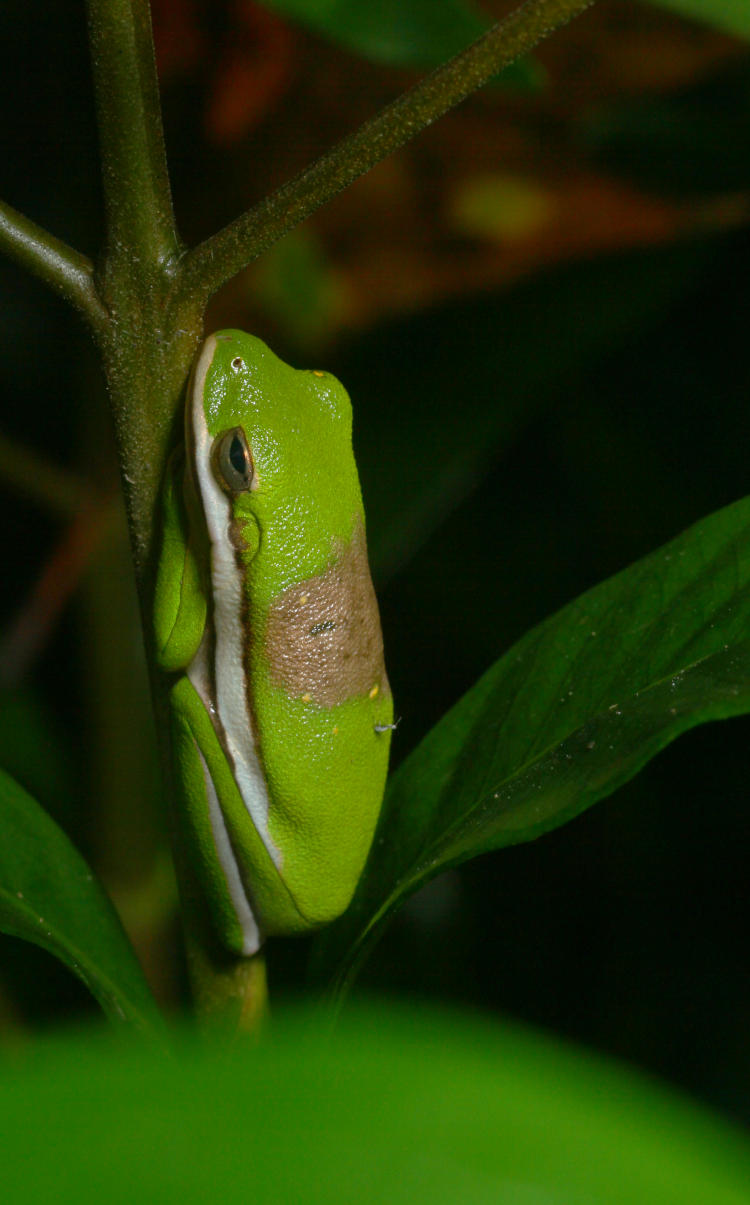 juvenile green treefrog Hyla cinerea wth bronze spot on back