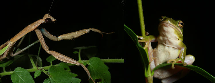 Chinese mantis Tenodera sinensis and green treefrog Hyla cinerea re-enacting their favorite meme