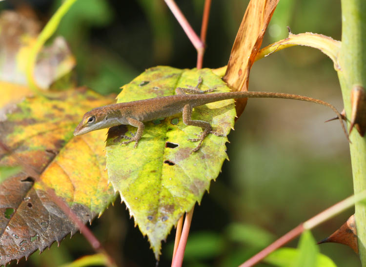 juvenile Carolina anole Anolis carolinensis stirring in daylight the following morning