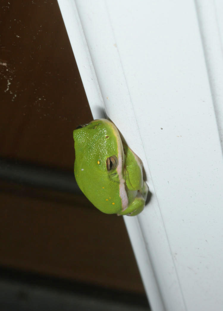 juvenile green treefrog Hyla cinerea on edge of storm door