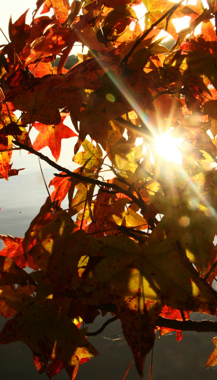 sunbirst through gap in autumn sweetgum leaves