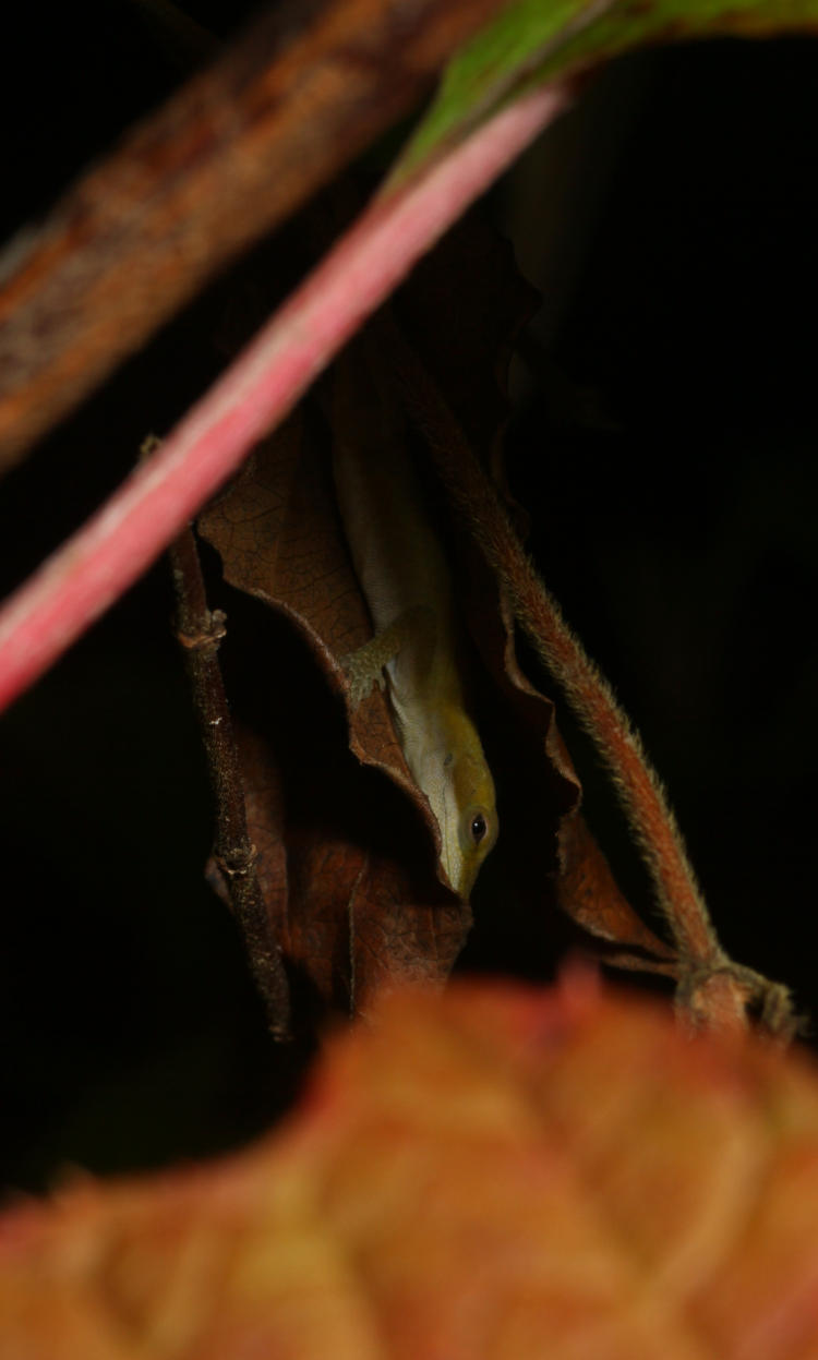 juvenile Carolina anole Anolis carolinensis sleeping within dead leaves