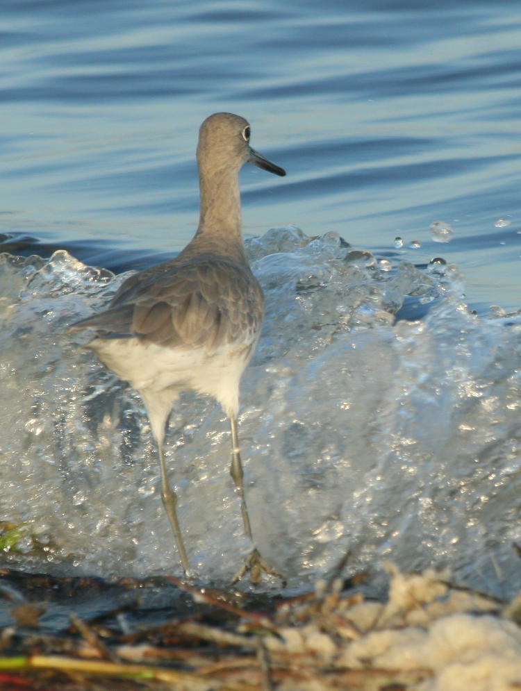 stilt sandpiper Calidris himantopus Atotoztli about to get sacked by breaker