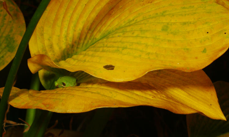 green treefrog Hyla cinerea hiding between yellowing leaves of hosta plant