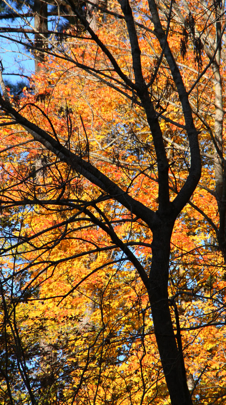 stark trunk silhouetted against bright autumn colors