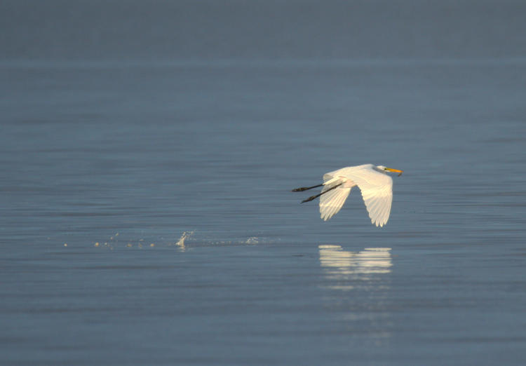 great egret Ardea alba splashing wingtips into water