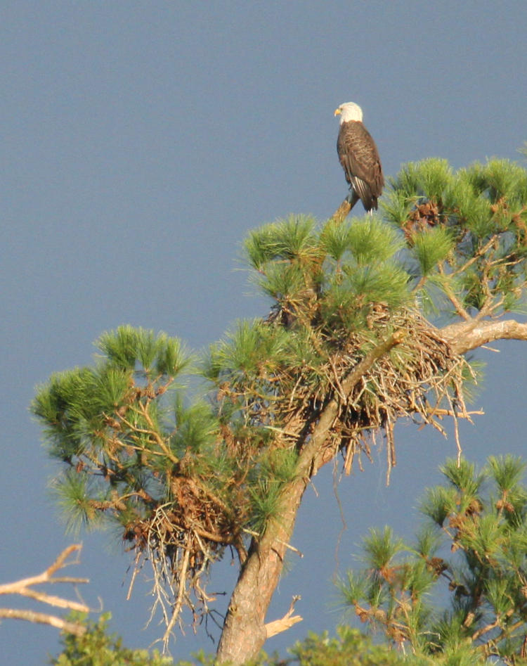 adult bald eagle haliaeetus leucocephalus perched above remains of nest