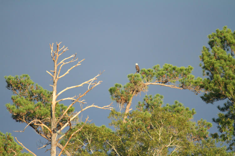 adult bald eagle Haliaeetus leucocephalus perched in top of distant tree