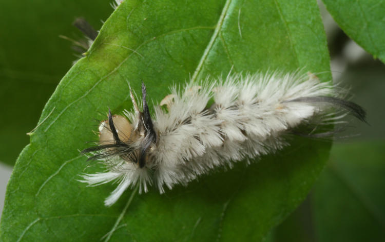 possible tussock moth caterpillar Halysidota on leaf with another on reverse